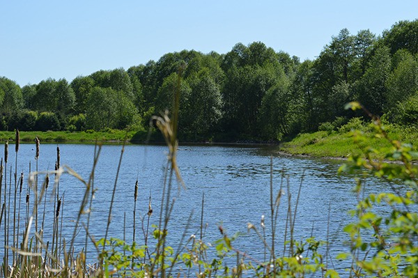 Surrey Lake Park